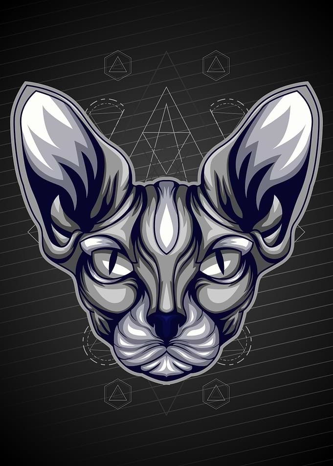 Sphynx cat classic