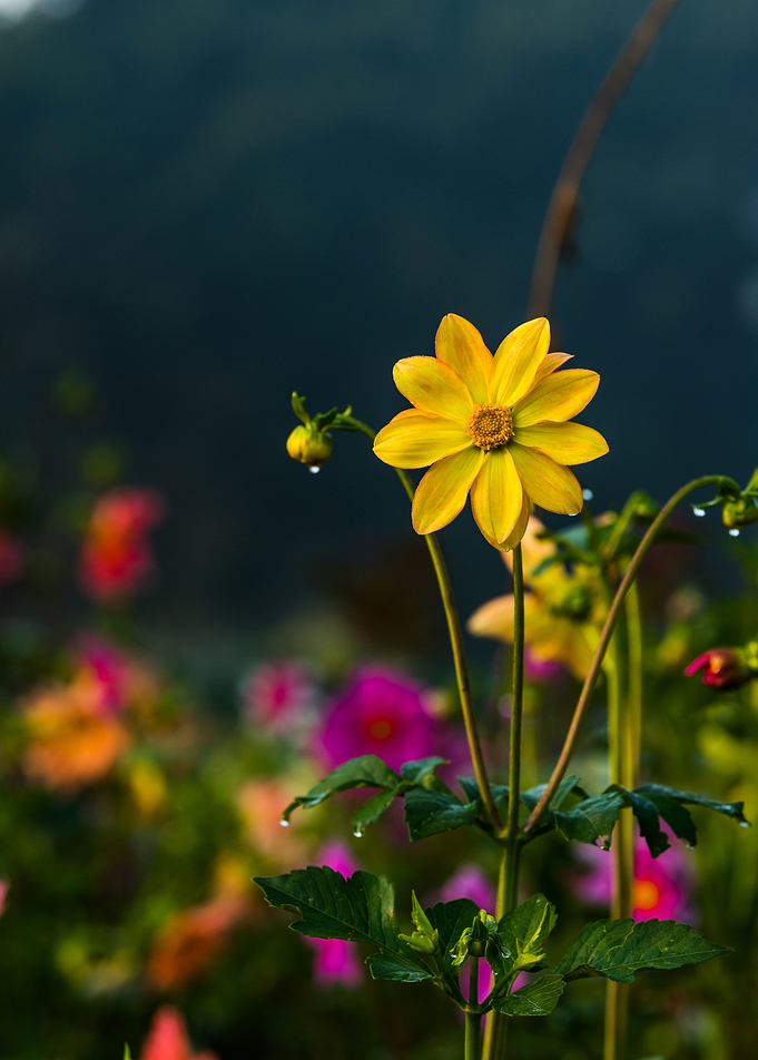 Dahlia