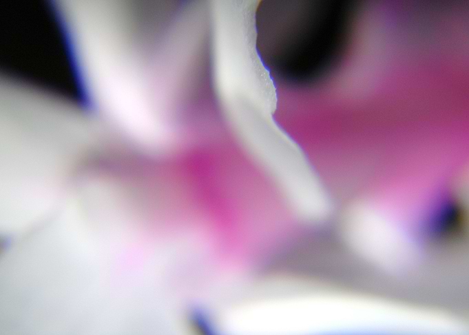 Girlish pink flower