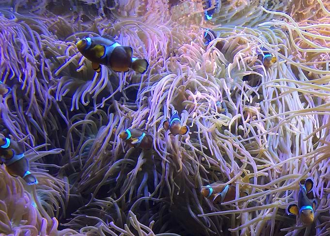 Aquarium Clown Fish
