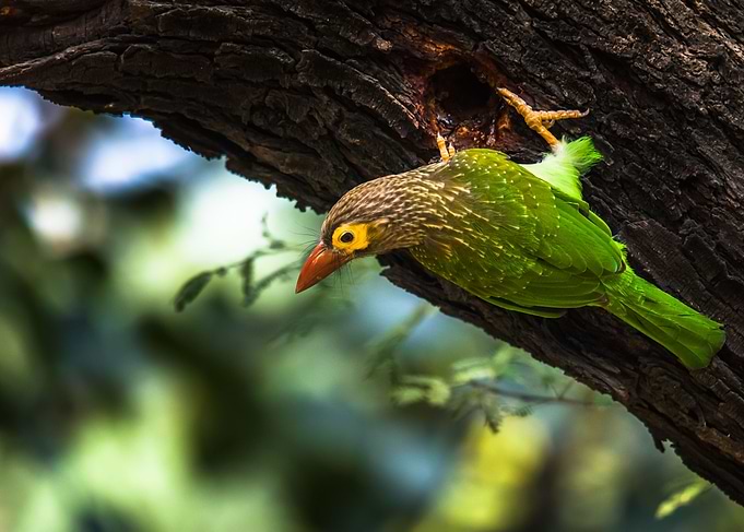 Brown Headed Barbett