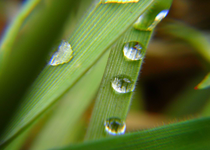 water drops on grass