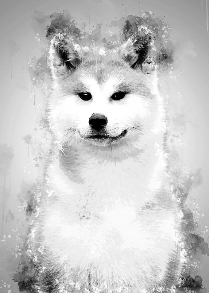 Akita Inu BW