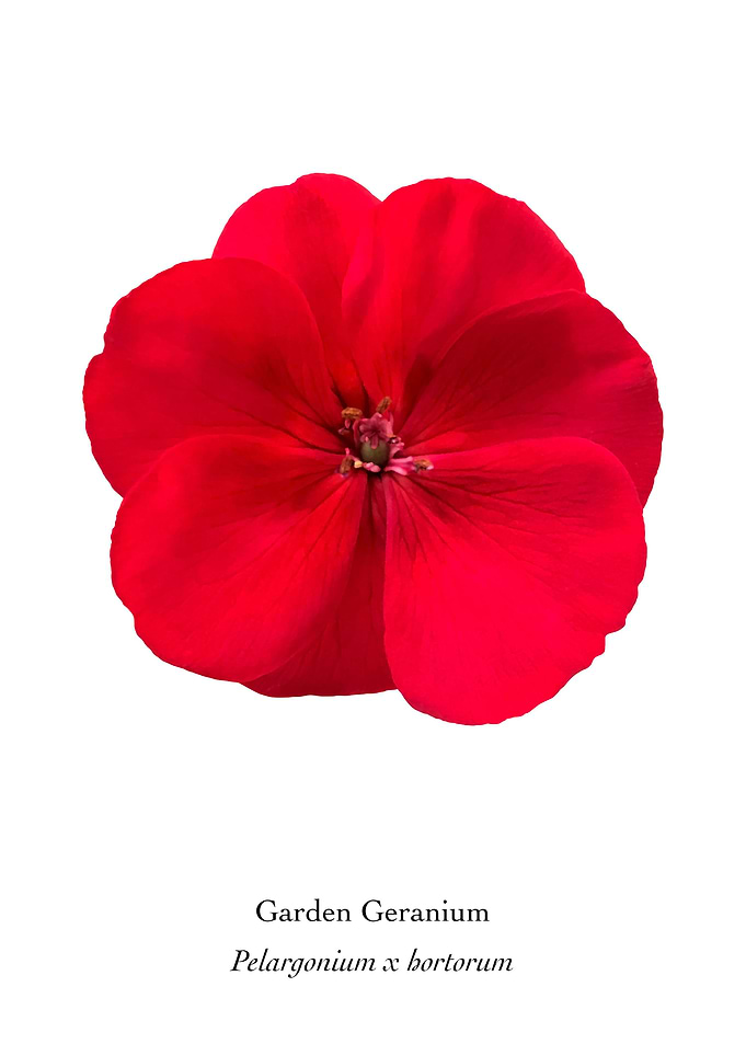 Red Garden Geranium