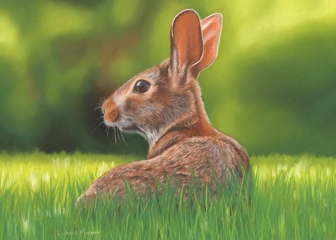 Rabbit