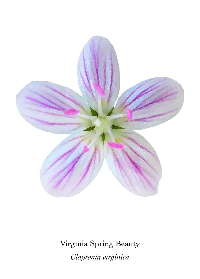 Virginia Spring Beauty