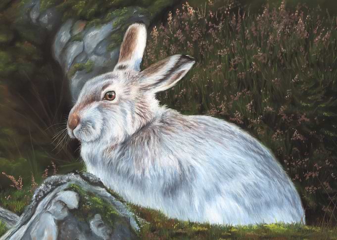 Mountain Hare