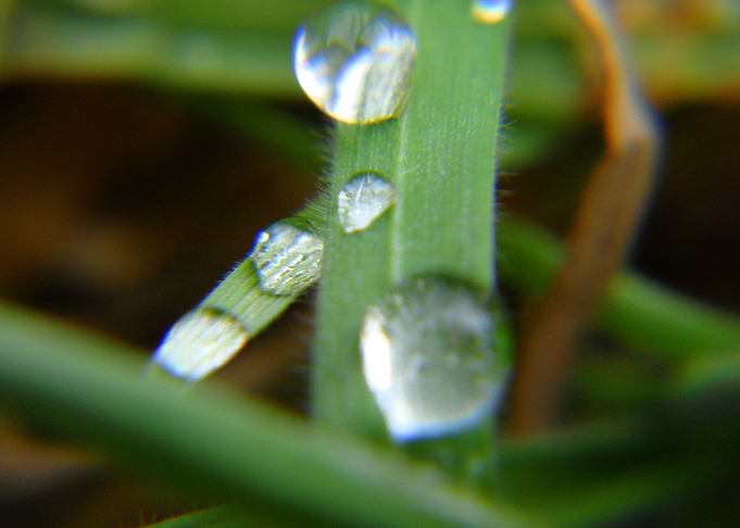 small waterdrops on grass