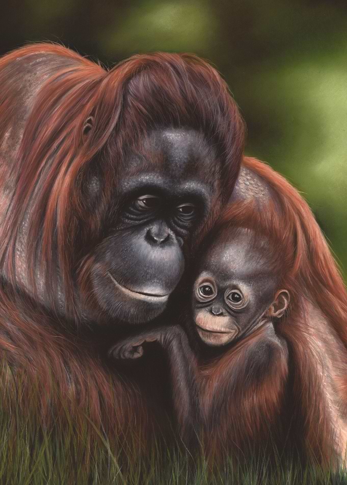 Orangutan