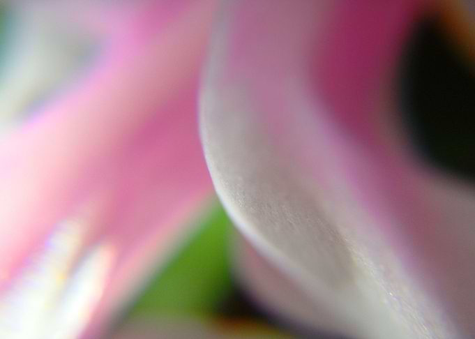 colourful flower petals