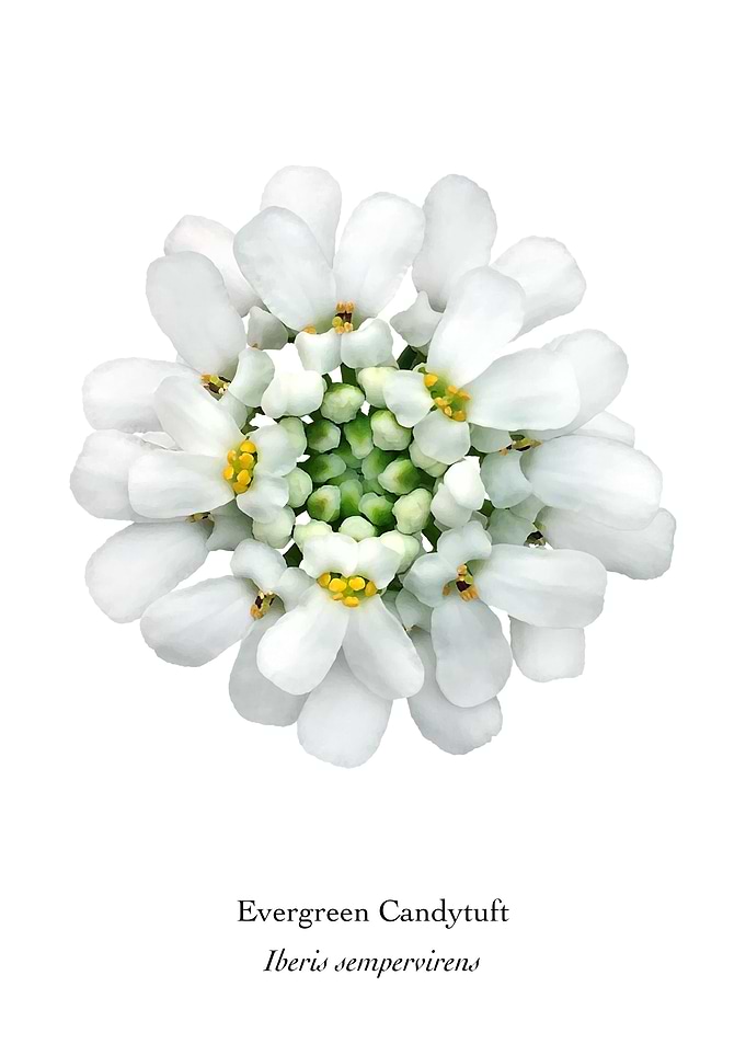 Evergreen Candytuft