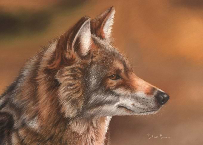 Coyote
