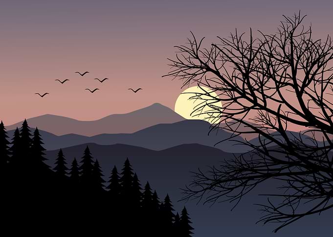 Sunset tree silhouette