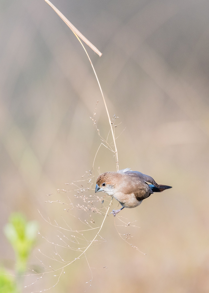 Silverbill hanging