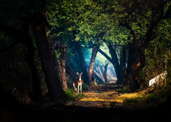 Magical Moments