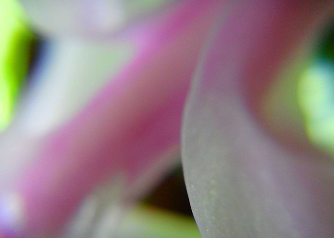 pink flower petals