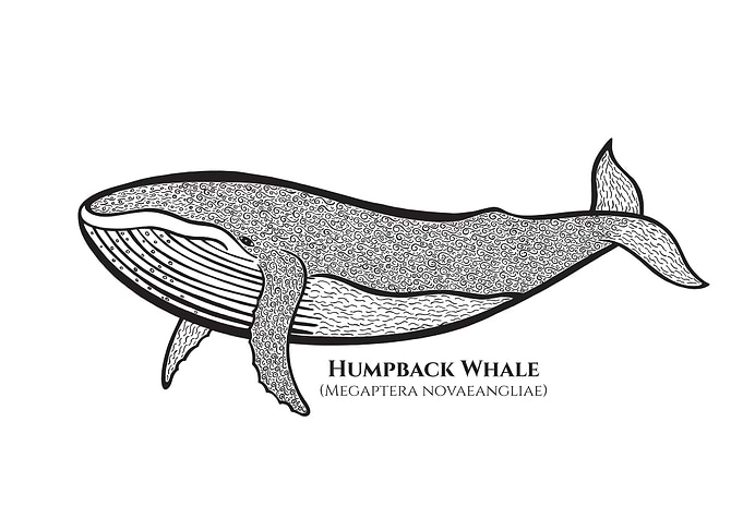 Humpback Whale with Names