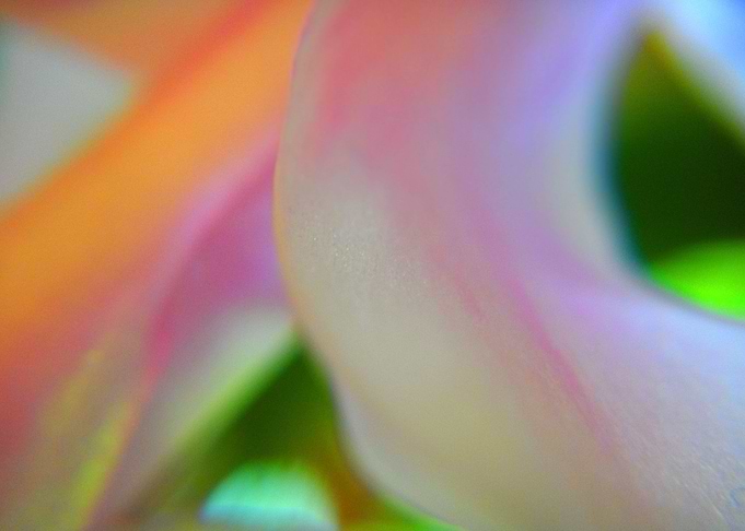 pure flower