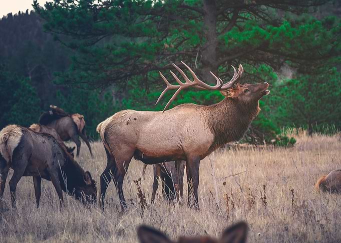 Wandering Moose