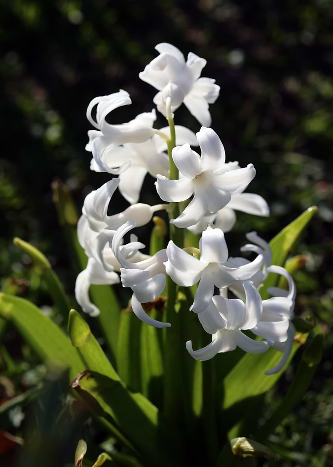 Hyacinthus orientali print