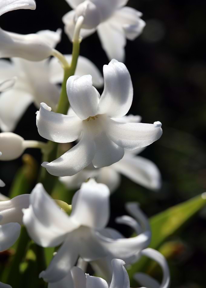 Hyacinthus orientali print