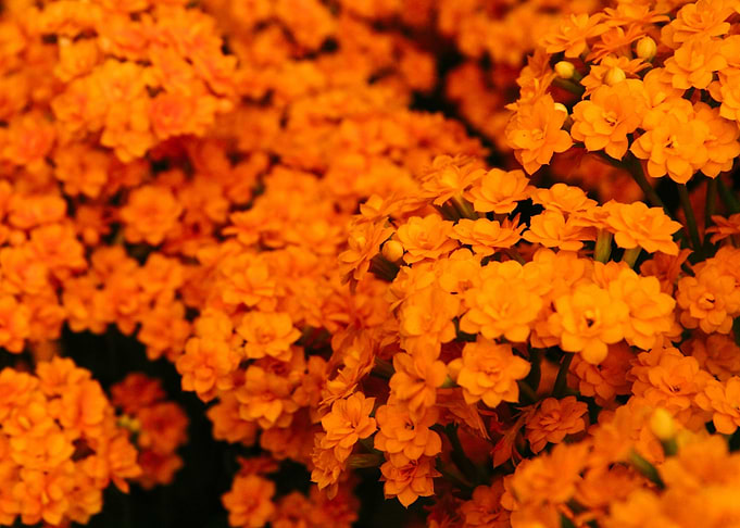 garden 4