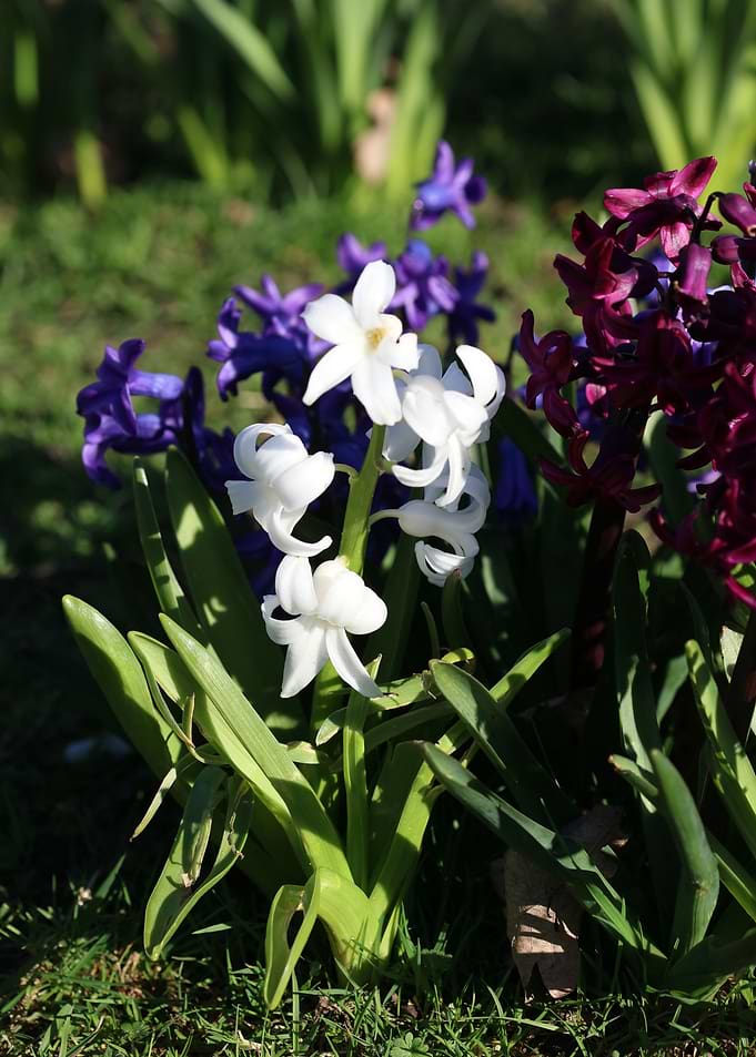 Hyacinthus orientali print