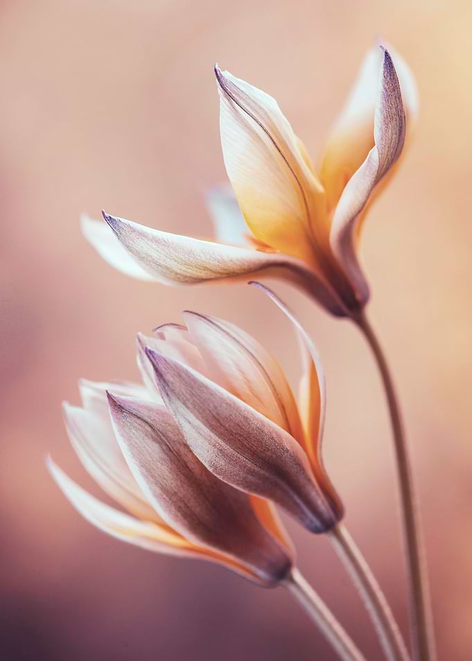 Tulips botanica