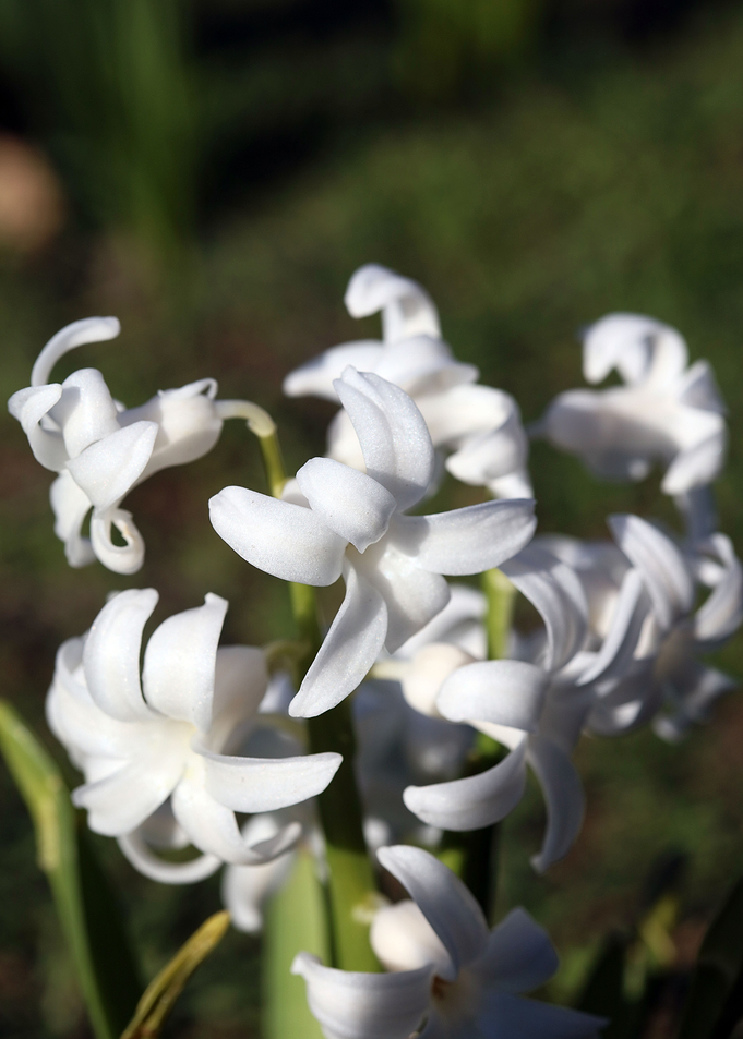 Hyacinthus orientali print