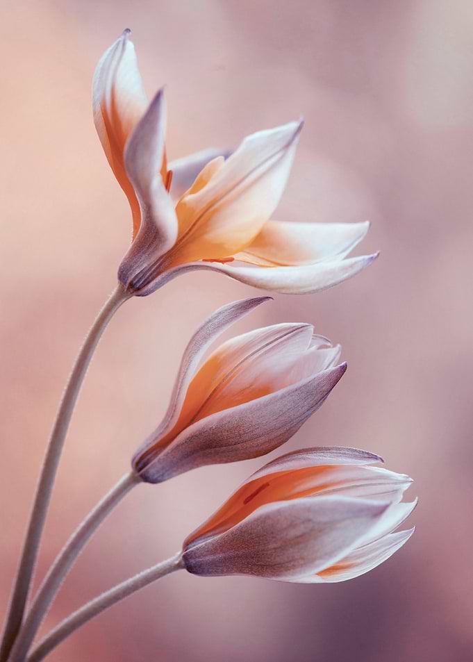 Tulips botanica