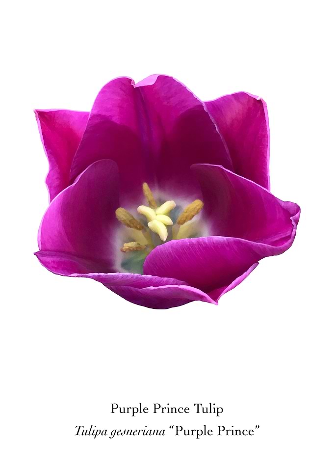 Purple Prince Tulip