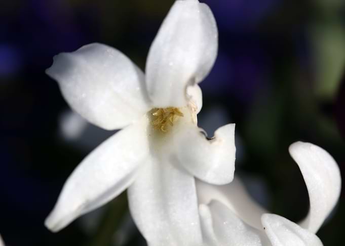 Hyacinthus flower modern