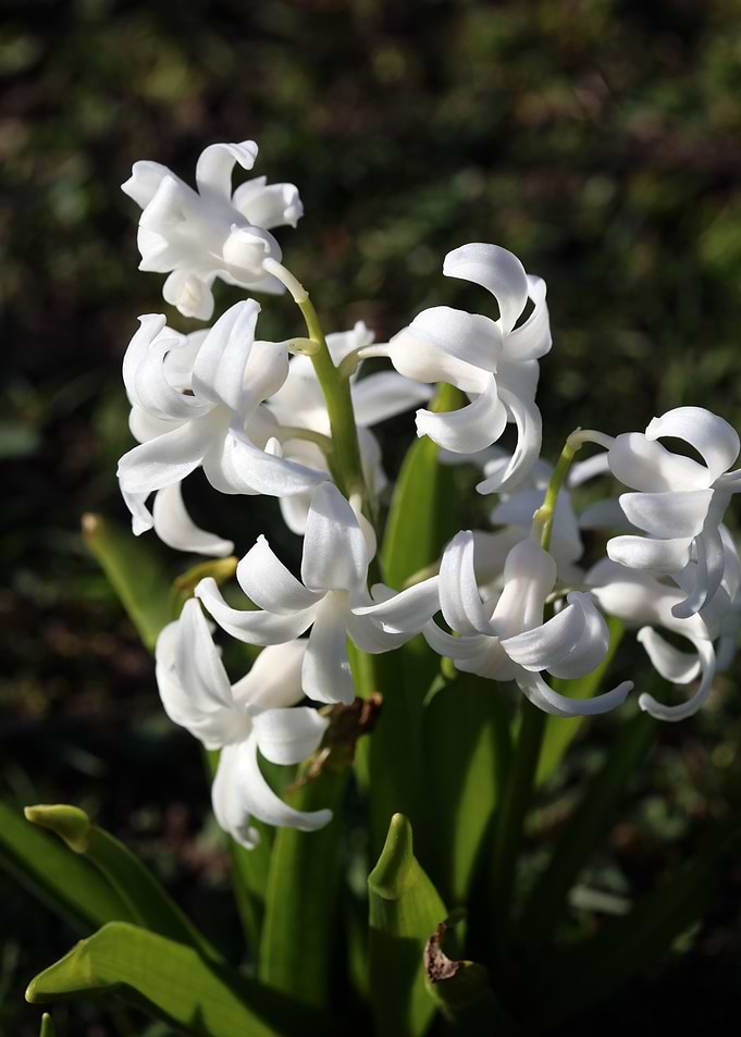 Hyacinthus orientali print