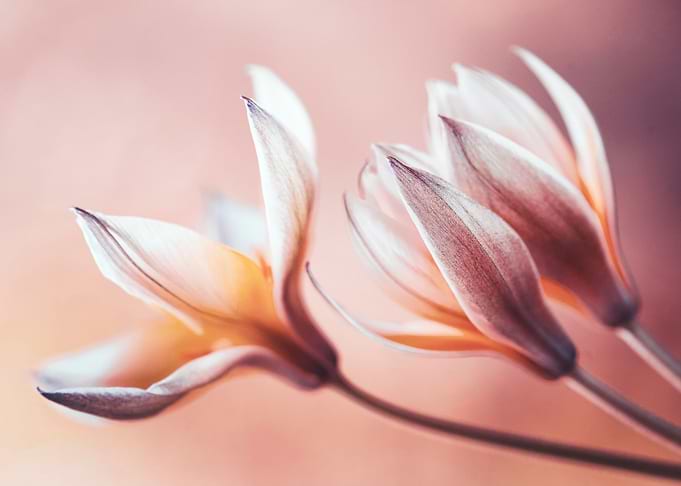 Tulips botanica