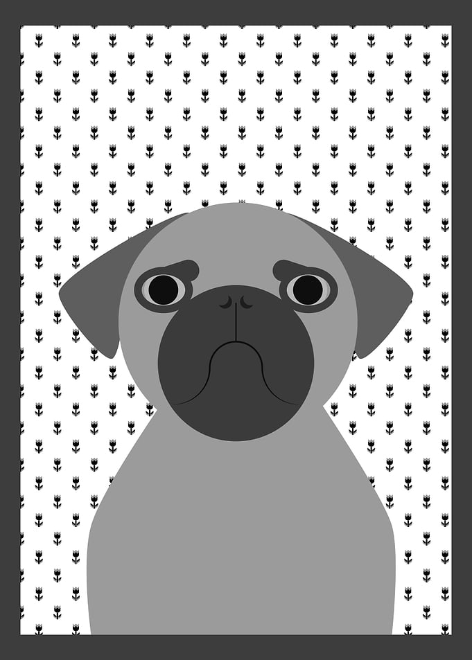 Pug