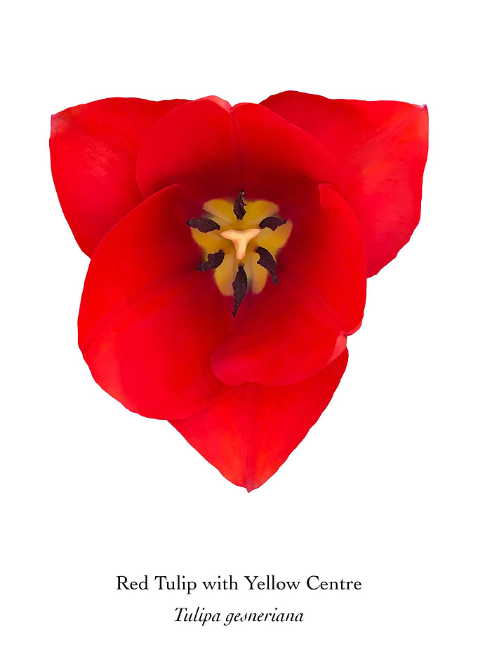 Yellow Centered Red Tulip