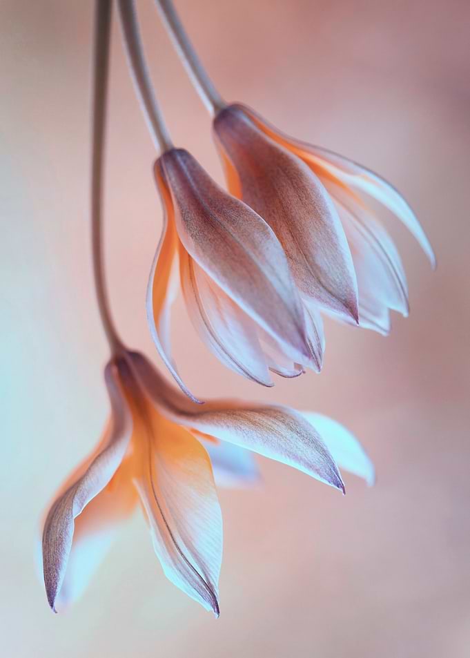 Tulips Tarda