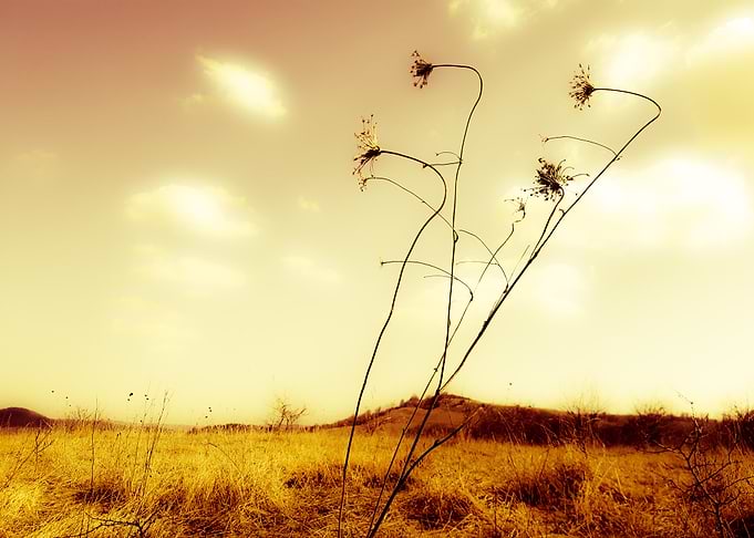 Golden flowers