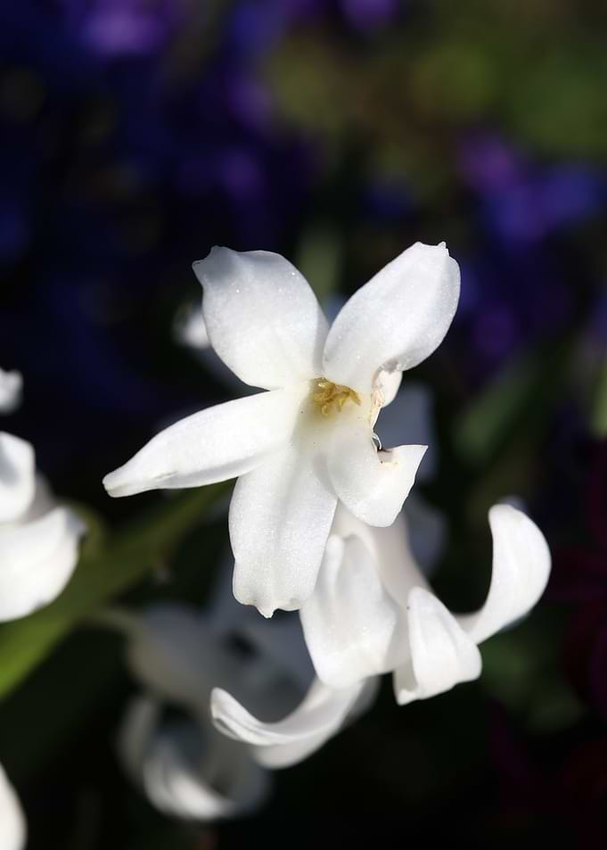 Hyacinthus orientali print
