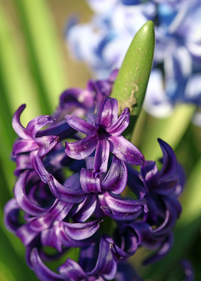 Hyacinthus flower modern