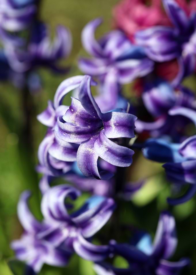 Hyacinthus orientali print