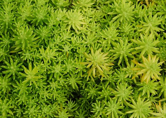 mini forest 5