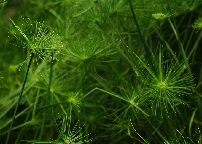 mini forest 4
