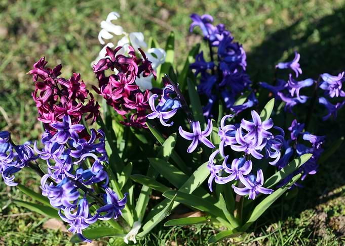 Hyacinthus flower modern