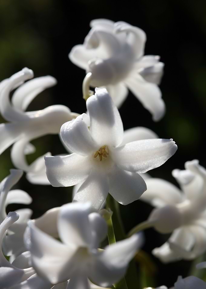 Hyacinthus orientali print