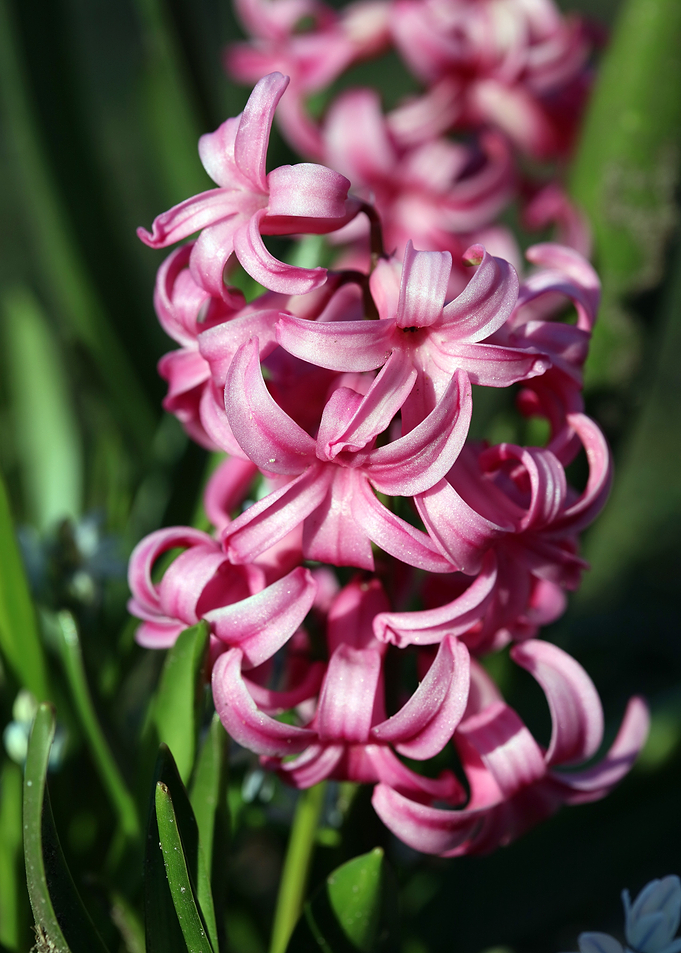 Hyacinthus orientalis L