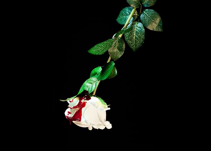 White rose covered with bl