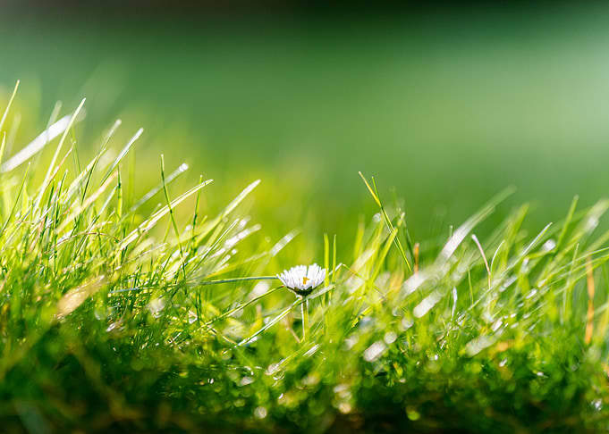 The Lonely Daisy