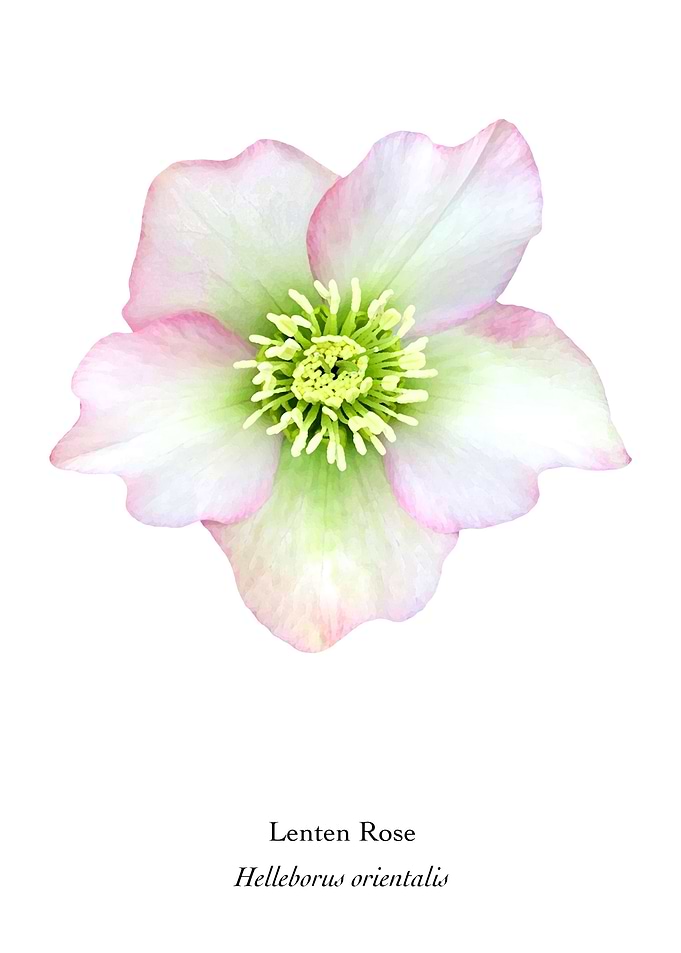 Lenten Rose