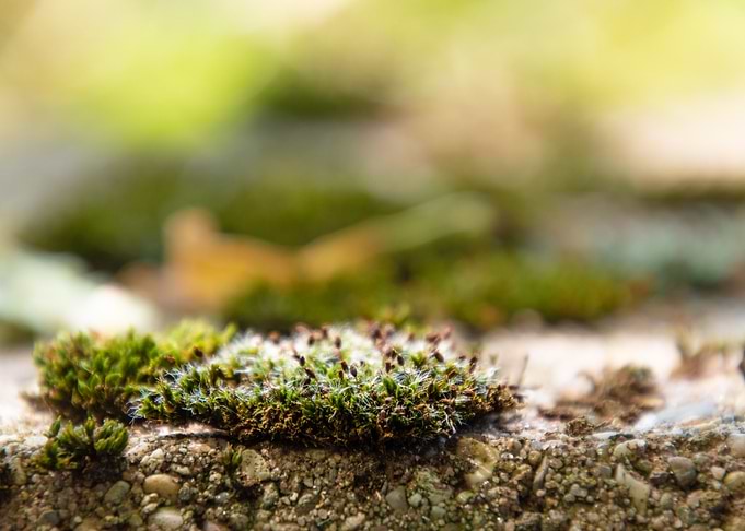 Macro Moss